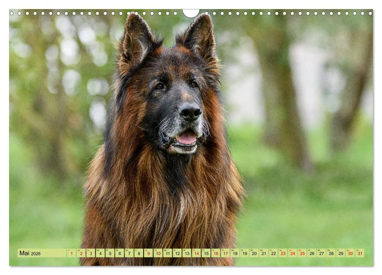 Bild: 9783457517314 | Altdeutsche Schäferhunde - Traumhafte Schäferhunde Langstockhaar...
