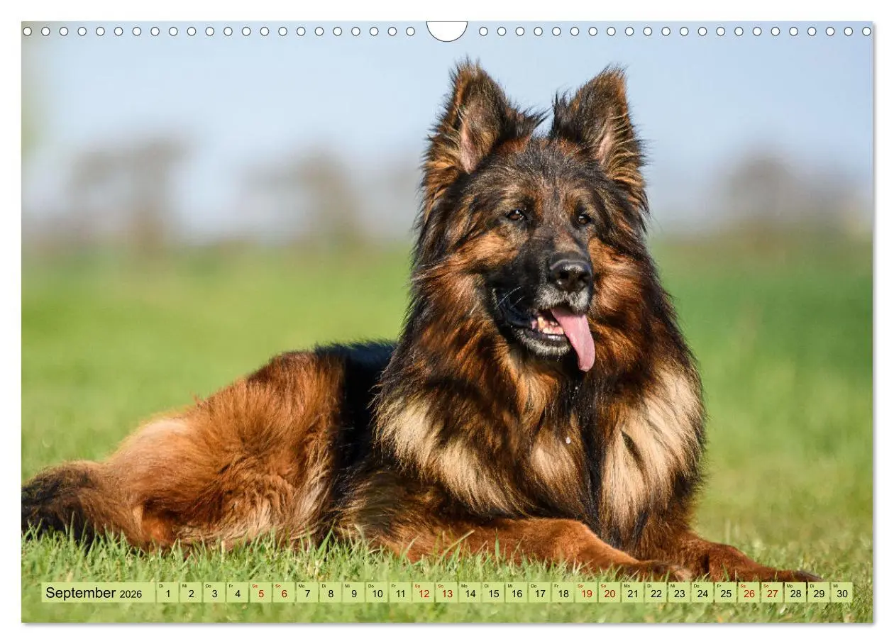 Bild: 9783457517314 | Altdeutsche Schäferhunde - Traumhafte Schäferhunde Langstockhaar...