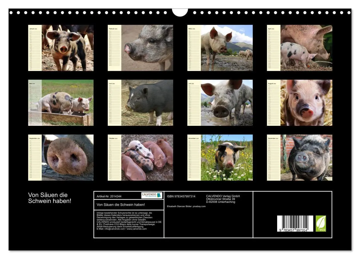 Bild: 9783457997314 | Von Säuen die Schwein haben! (Wandkalender 2026 DIN A3 quer),...