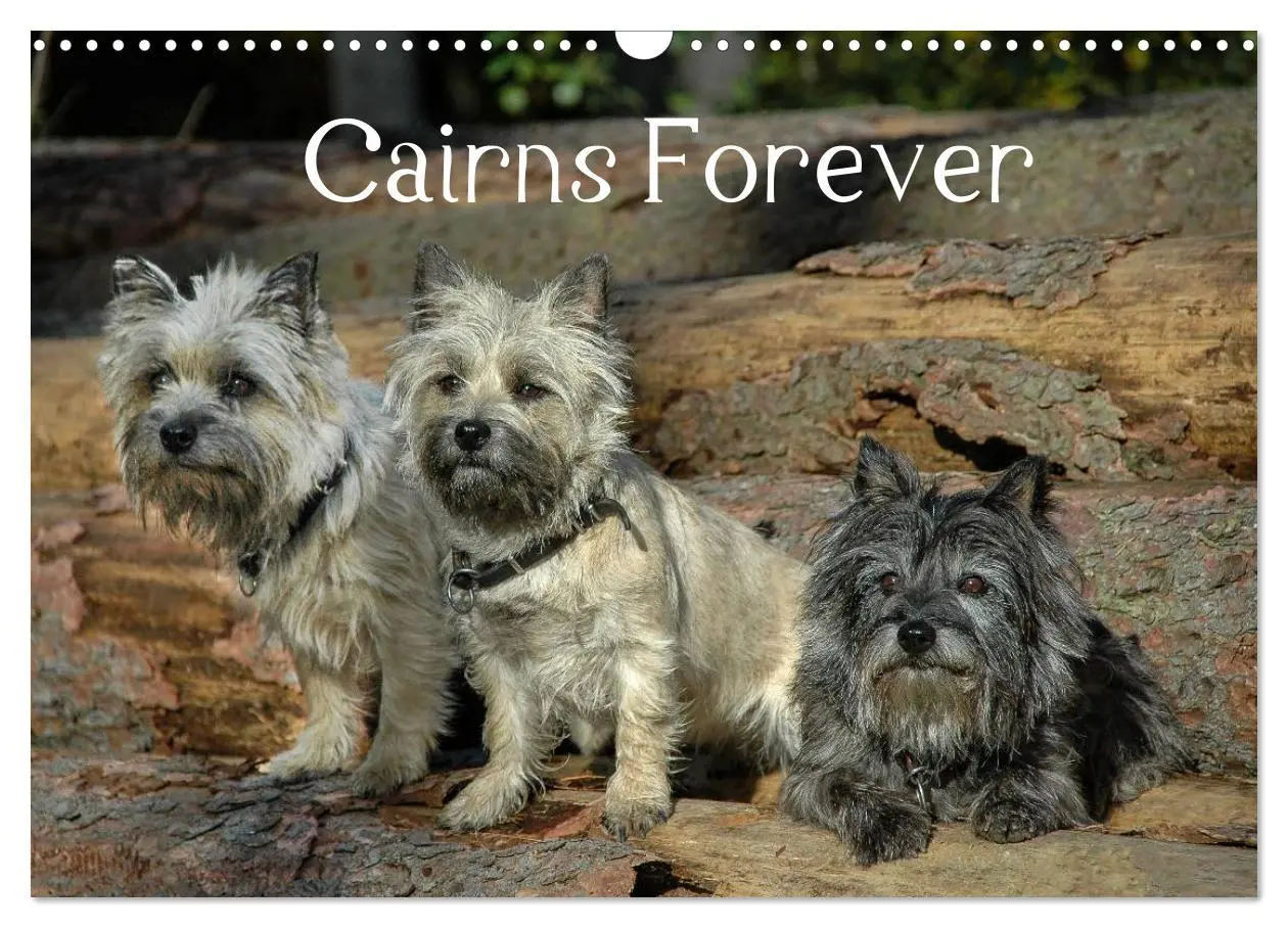 Cover: 9783457987414 | Cairns Forever (Wandkalender 2026 DIN A3 quer), CALVENDO...
