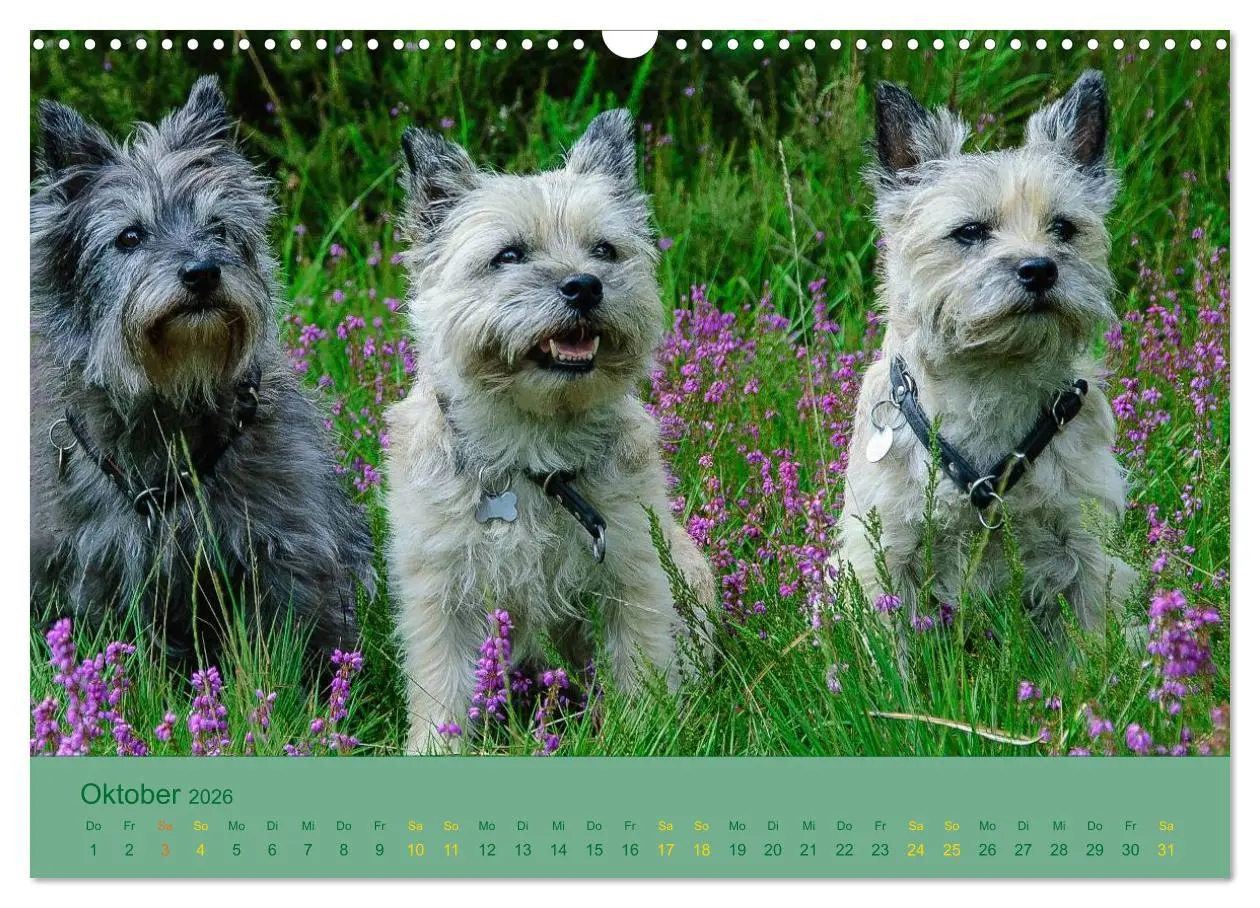 Bild: 9783457987414 | Cairns Forever (Wandkalender 2026 DIN A3 quer), CALVENDO...