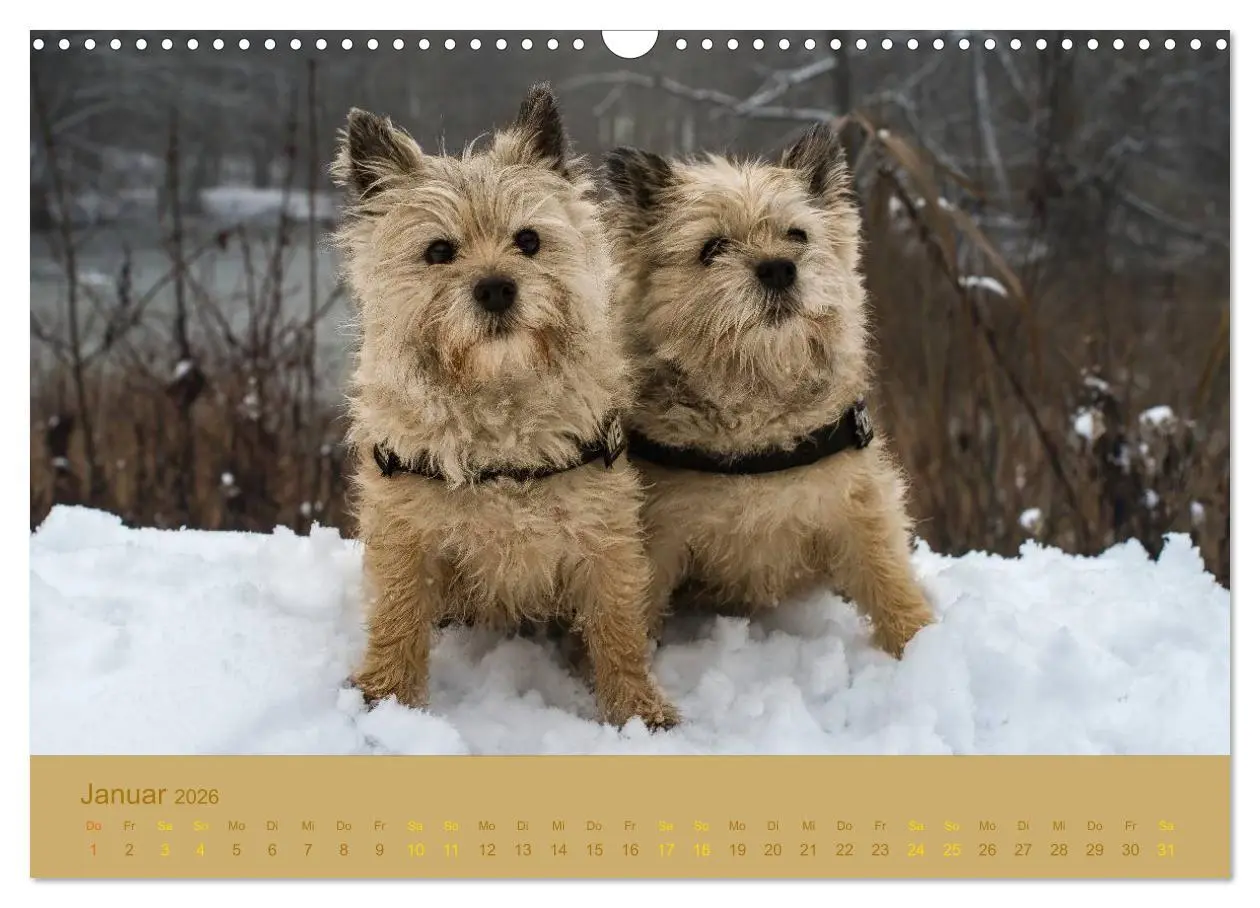 Bild: 9783457987414 | Cairns Forever (Wandkalender 2026 DIN A3 quer), CALVENDO...