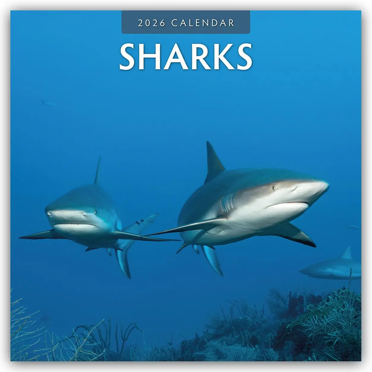 Cover: 9781804427514 | Sharks 2026 Square Wall Calendar | Red Robin | Taschenbuch | 14 S.