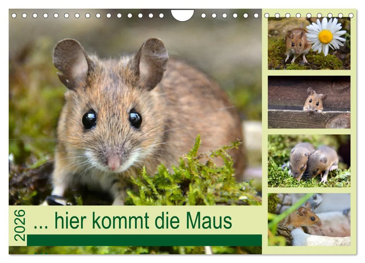 Cover: 9783457807514 | ... hier kommt die Maus ... (Wandkalender 2026 DIN A4 quer),...
