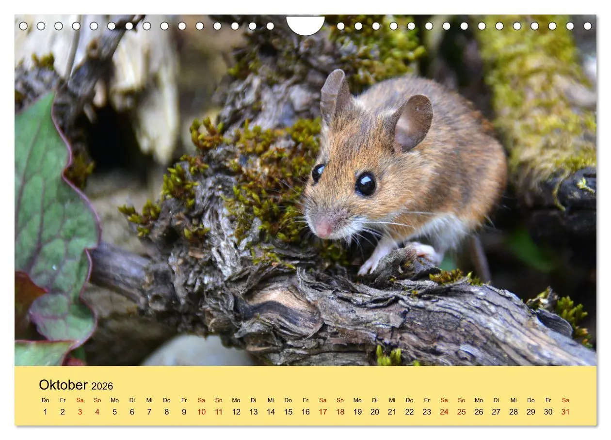 Bild: 9783457807514 | ... hier kommt die Maus ... (Wandkalender 2026 DIN A4 quer),...