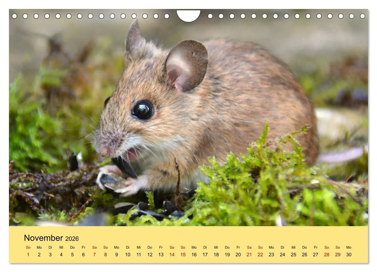 Bild: 9783457807514 | ... hier kommt die Maus ... (Wandkalender 2026 DIN A4 quer),...