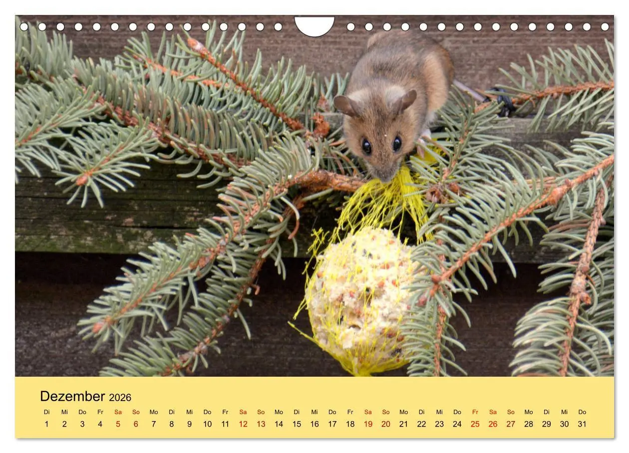 Bild: 9783457807514 | ... hier kommt die Maus ... (Wandkalender 2026 DIN A4 quer),...