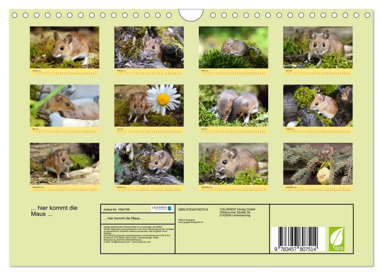 Bild: 9783457807514 | ... hier kommt die Maus ... (Wandkalender 2026 DIN A4 quer),...