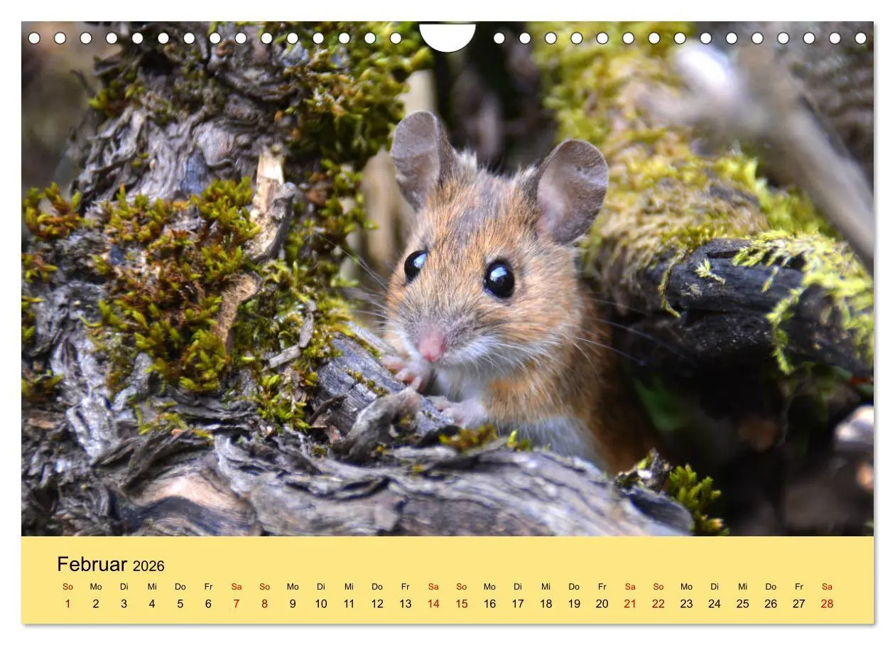 Bild: 9783457807514 | ... hier kommt die Maus ... (Wandkalender 2026 DIN A4 quer),...