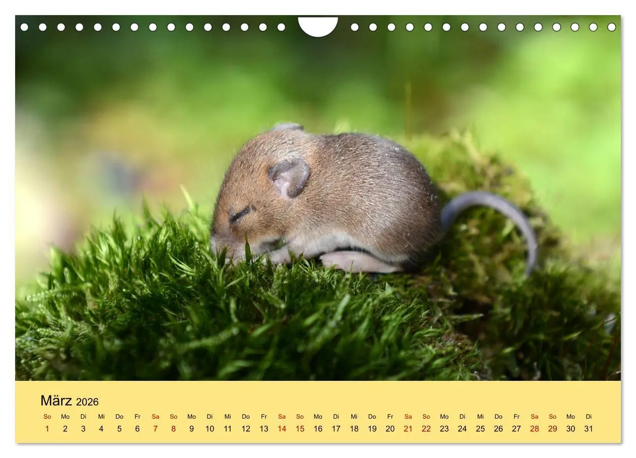 Bild: 9783457807514 | ... hier kommt die Maus ... (Wandkalender 2026 DIN A4 quer),...