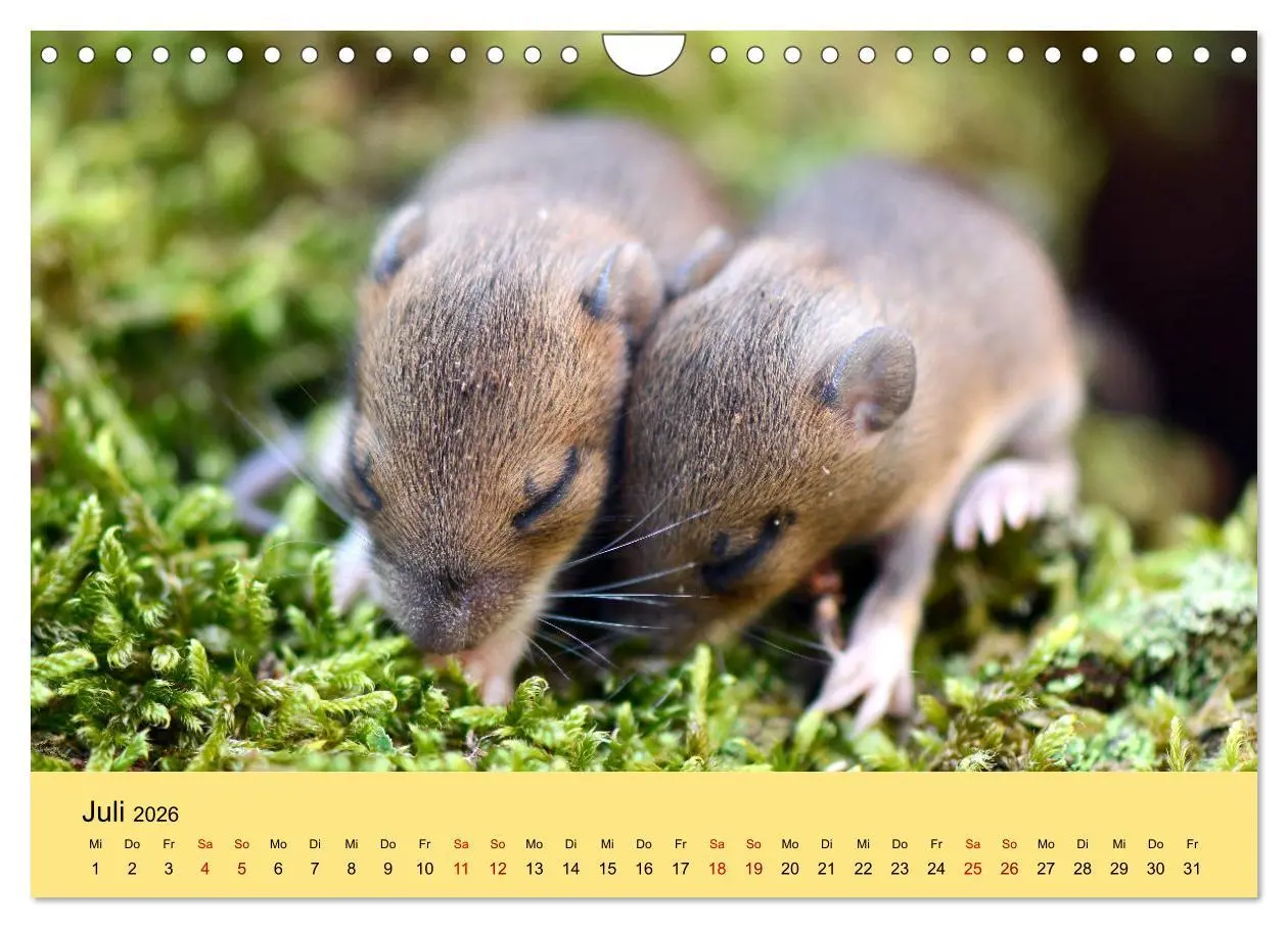 Bild: 9783457807514 | ... hier kommt die Maus ... (Wandkalender 2026 DIN A4 quer),...