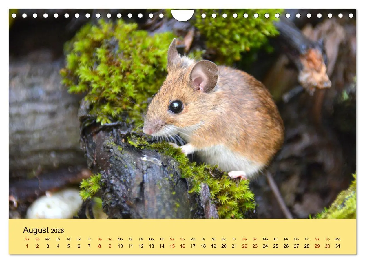 Bild: 9783457807514 | ... hier kommt die Maus ... (Wandkalender 2026 DIN A4 quer),...