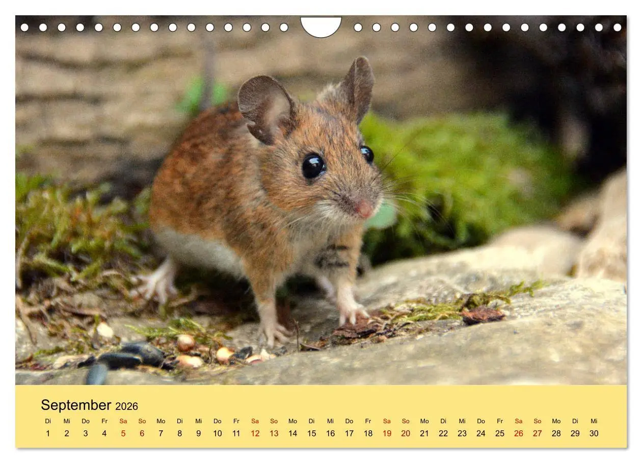 Bild: 9783457807514 | ... hier kommt die Maus ... (Wandkalender 2026 DIN A4 quer),...