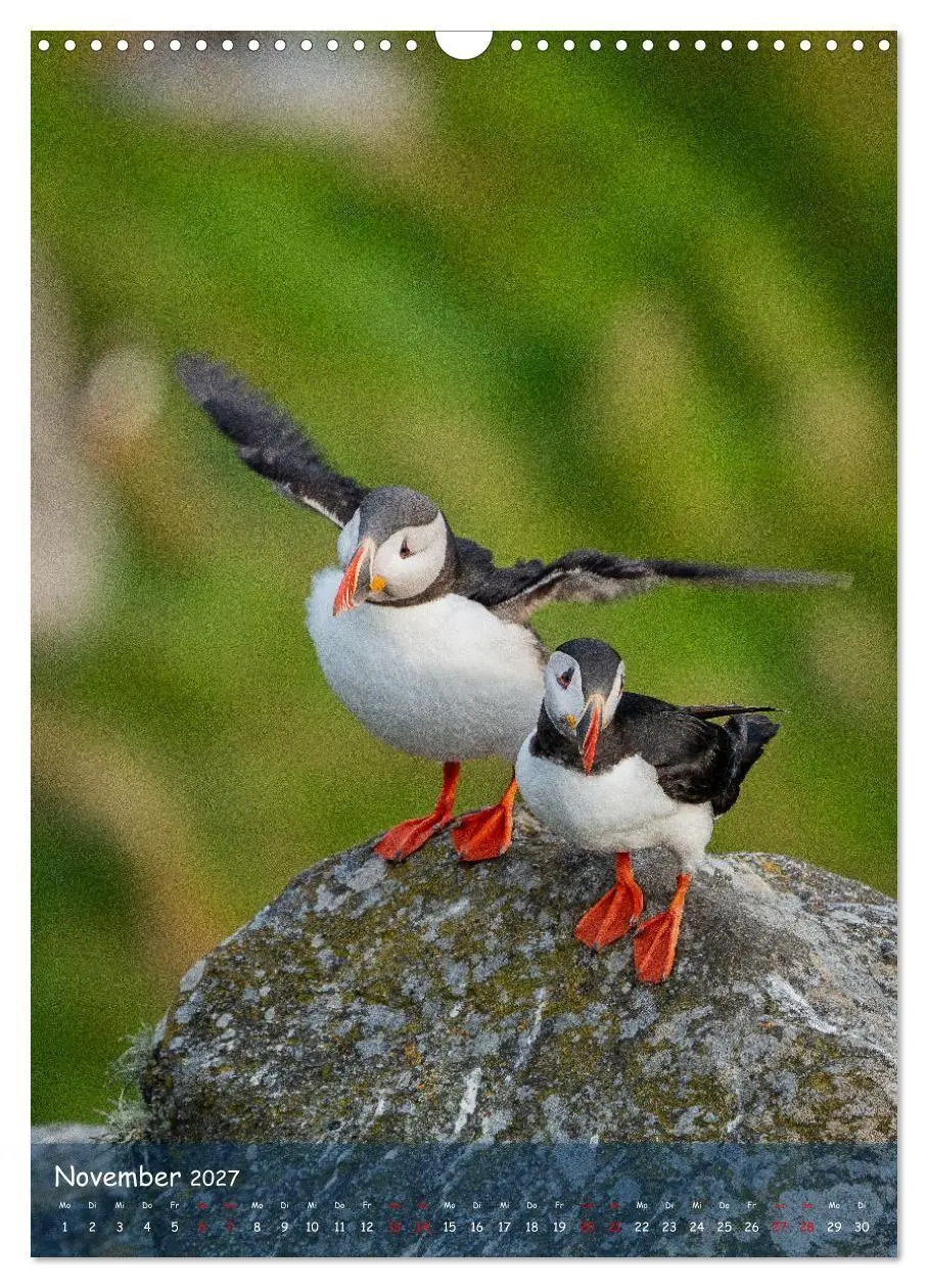 Bild: 9783569227514 | Naturerlebnis Puffin (Wandkalender 2027 DIN A3 hoch), CALVENDO...