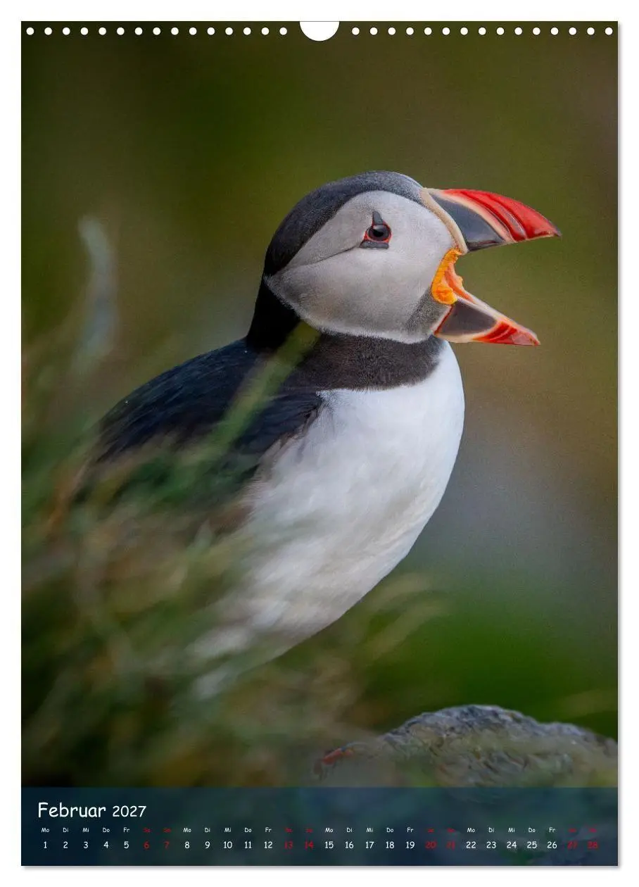 Bild: 9783569227514 | Naturerlebnis Puffin (Wandkalender 2027 DIN A3 hoch), CALVENDO...