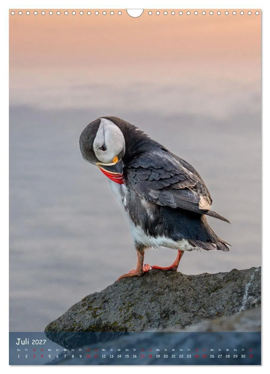 Bild: 9783569227514 | Naturerlebnis Puffin (Wandkalender 2027 DIN A3 hoch), CALVENDO...