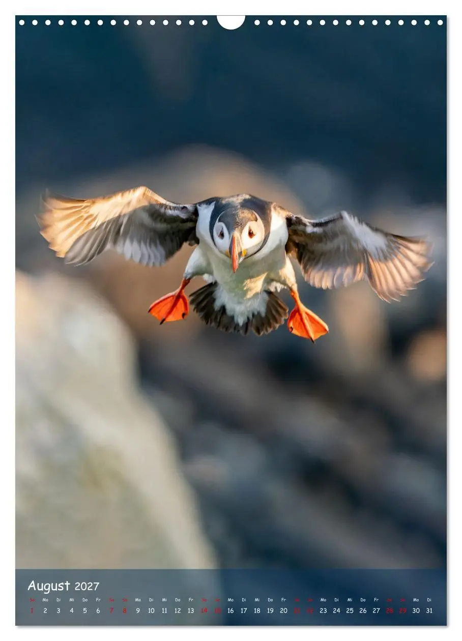Bild: 9783569227514 | Naturerlebnis Puffin (Wandkalender 2027 DIN A3 hoch), CALVENDO...
