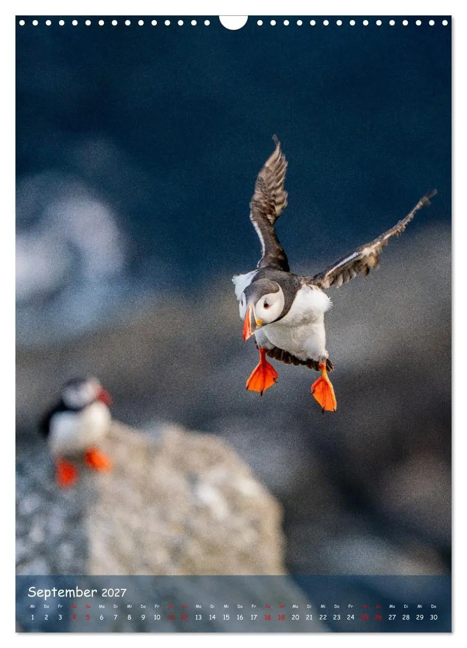 Bild: 9783569227514 | Naturerlebnis Puffin (Wandkalender 2027 DIN A3 hoch), CALVENDO...