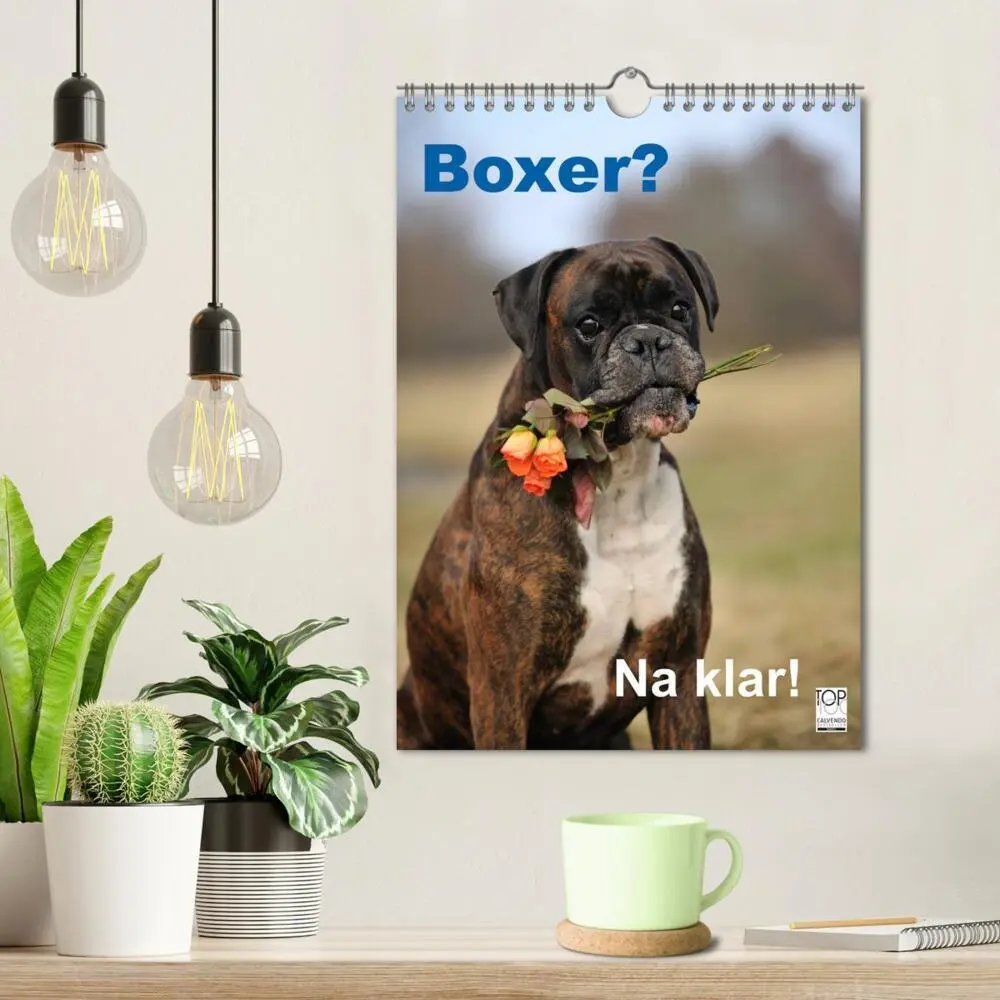 Bild: 9783457037614 | Boxer? Na klar! (Wandkalender 2025 DIN A4 hoch), CALVENDO...