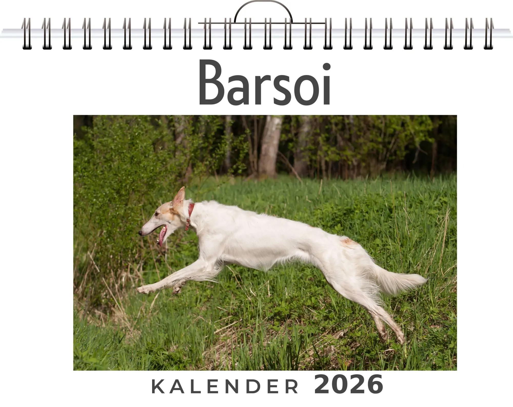 Cover: 9783695317714 | Barsoi | Aaron Hoffmann | Kalender | Deutsch | 2026 | FlipFlop