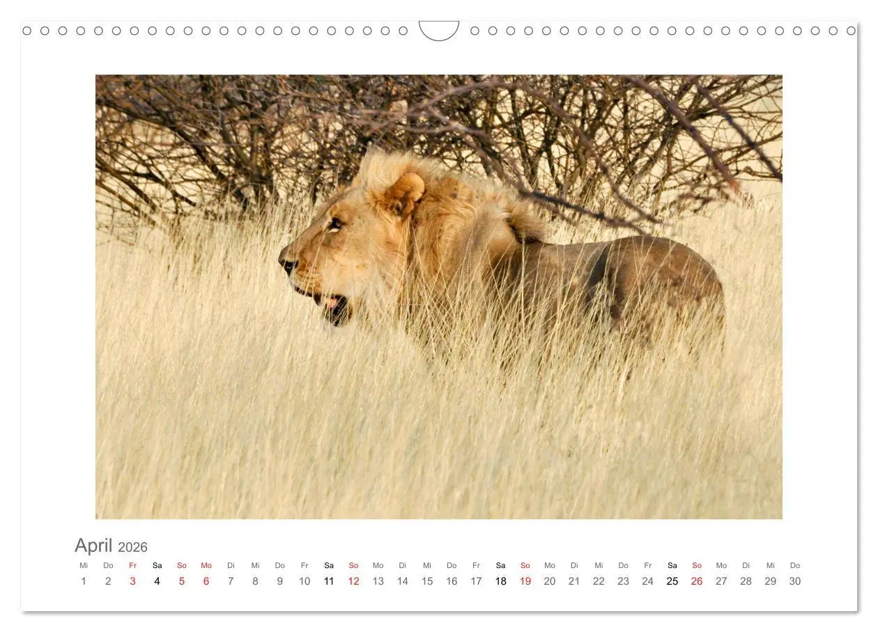 Bild: 9783457637814 | Namibia - unterwegs mit Julia Hahn (Wandkalender 2026 DIN A3 quer),...
