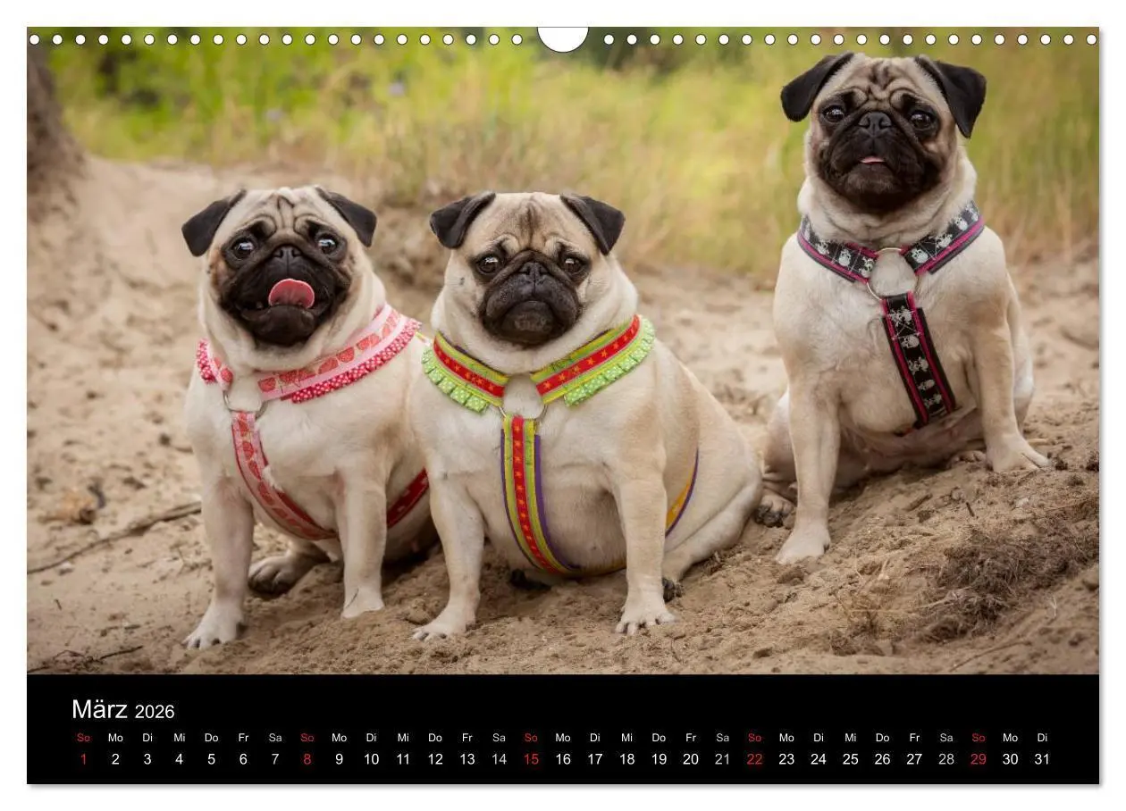 Bild: 9783516027914 | Vermopst durchs Jahr (Wandkalender 2026 DIN A3 quer), CALVENDO...