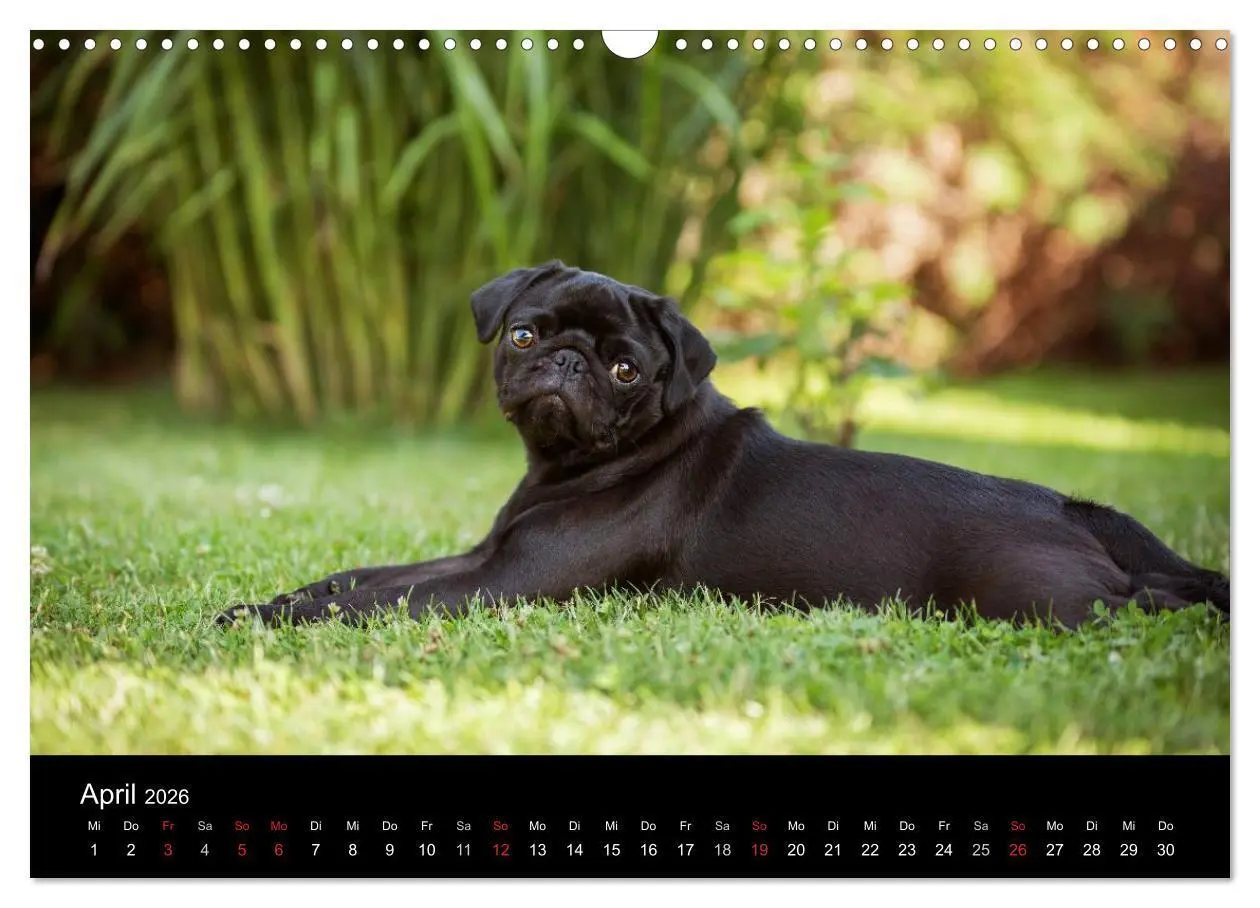 Bild: 9783516027914 | Vermopst durchs Jahr (Wandkalender 2026 DIN A3 quer), CALVENDO...