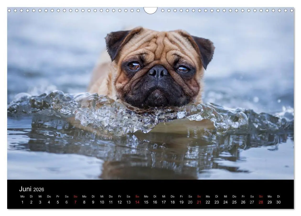 Bild: 9783516027914 | Vermopst durchs Jahr (Wandkalender 2026 DIN A3 quer), CALVENDO...