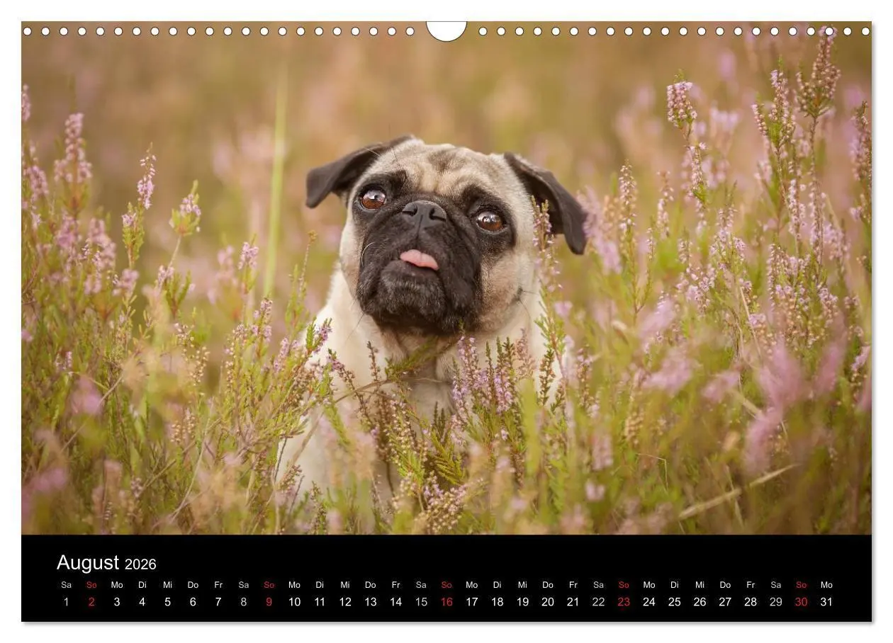 Bild: 9783516027914 | Vermopst durchs Jahr (Wandkalender 2026 DIN A3 quer), CALVENDO...