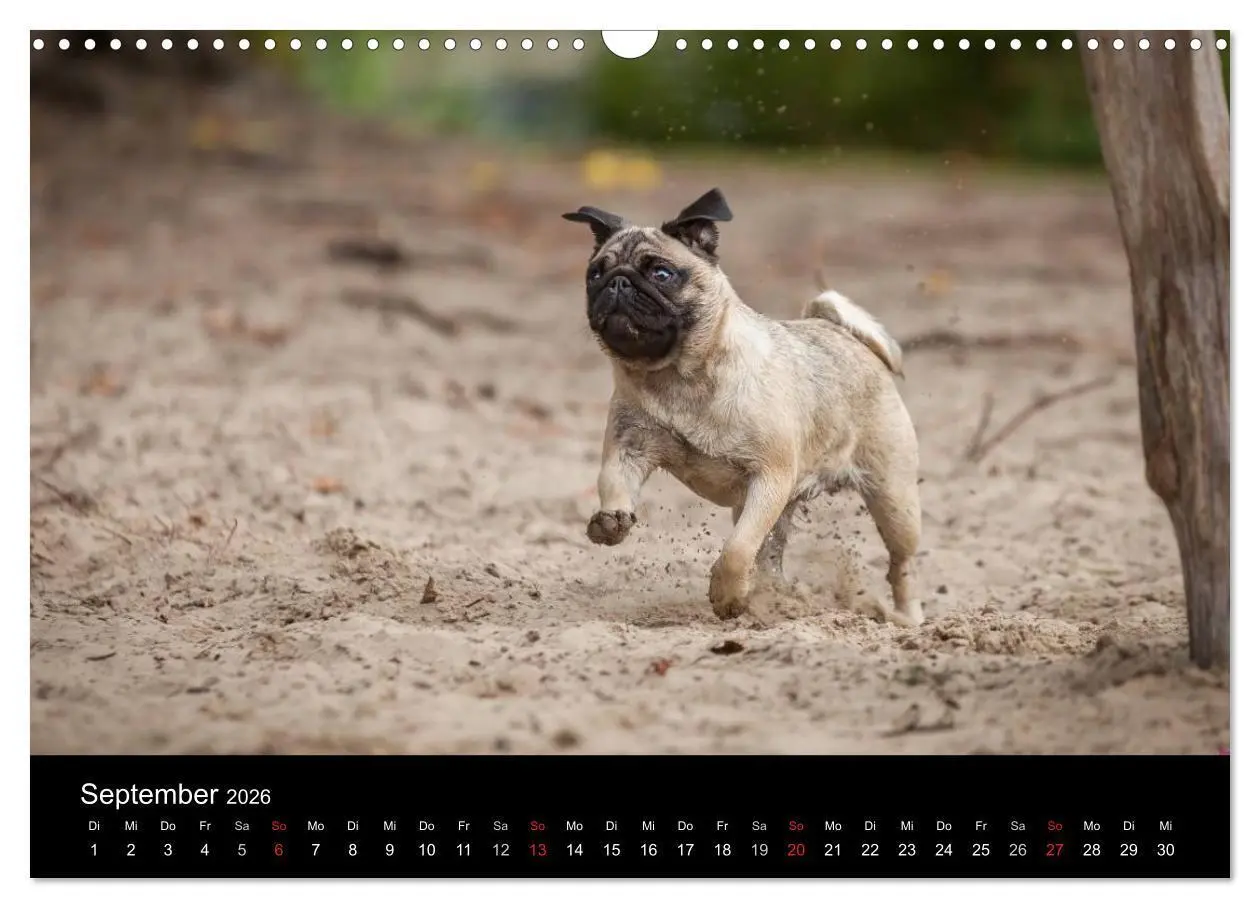 Bild: 9783516027914 | Vermopst durchs Jahr (Wandkalender 2026 DIN A3 quer), CALVENDO...