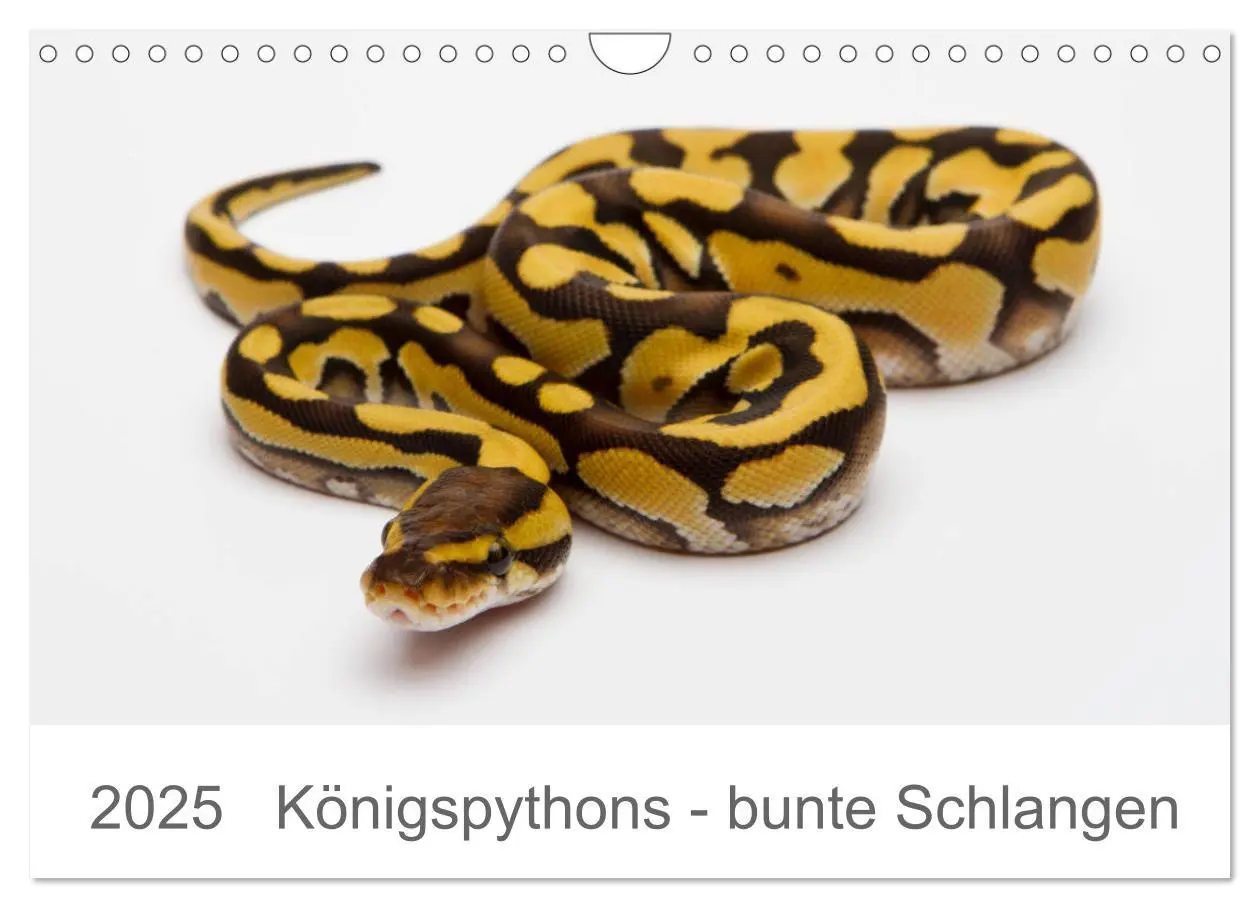 Cover: 9783435118014 | Königspythons - bunte Schlangen (Wandkalender 2025 DIN A4 quer),...