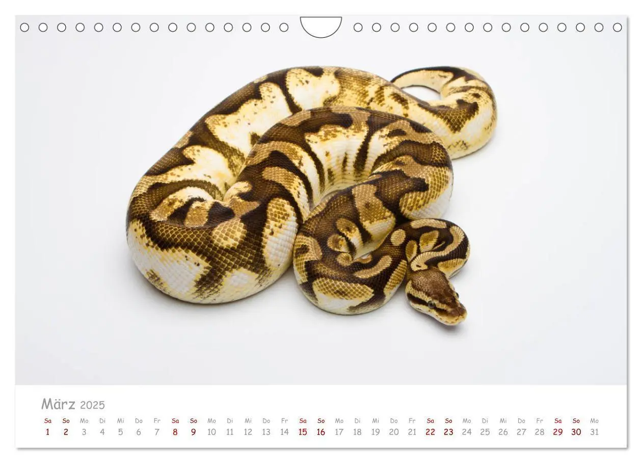 Bild: 9783435118014 | Königspythons - bunte Schlangen (Wandkalender 2025 DIN A4 quer),...