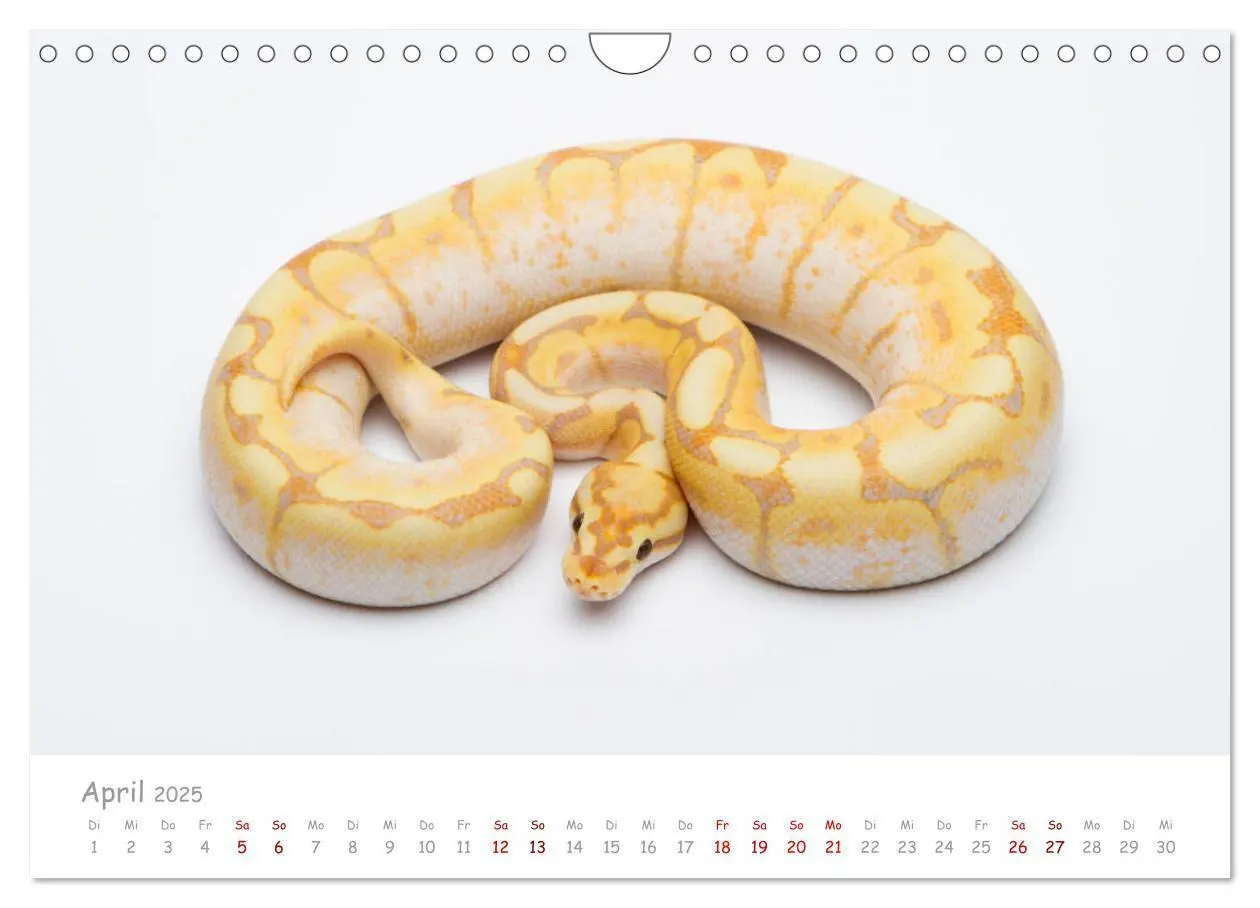 Bild: 9783435118014 | Königspythons - bunte Schlangen (Wandkalender 2025 DIN A4 quer),...