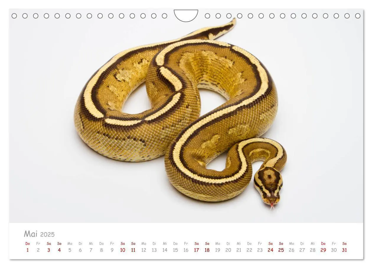 Bild: 9783435118014 | Königspythons - bunte Schlangen (Wandkalender 2025 DIN A4 quer),...