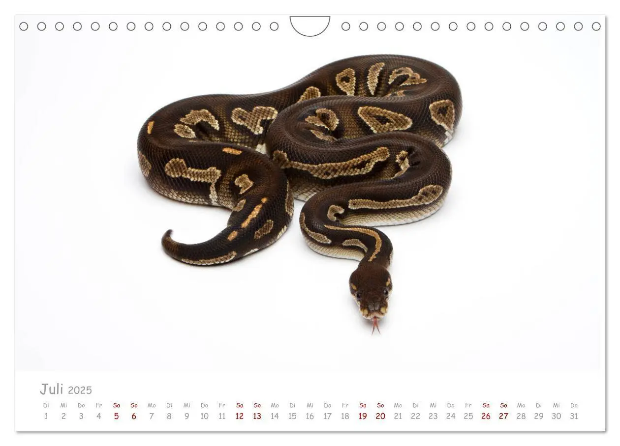 Bild: 9783435118014 | Königspythons - bunte Schlangen (Wandkalender 2025 DIN A4 quer),...
