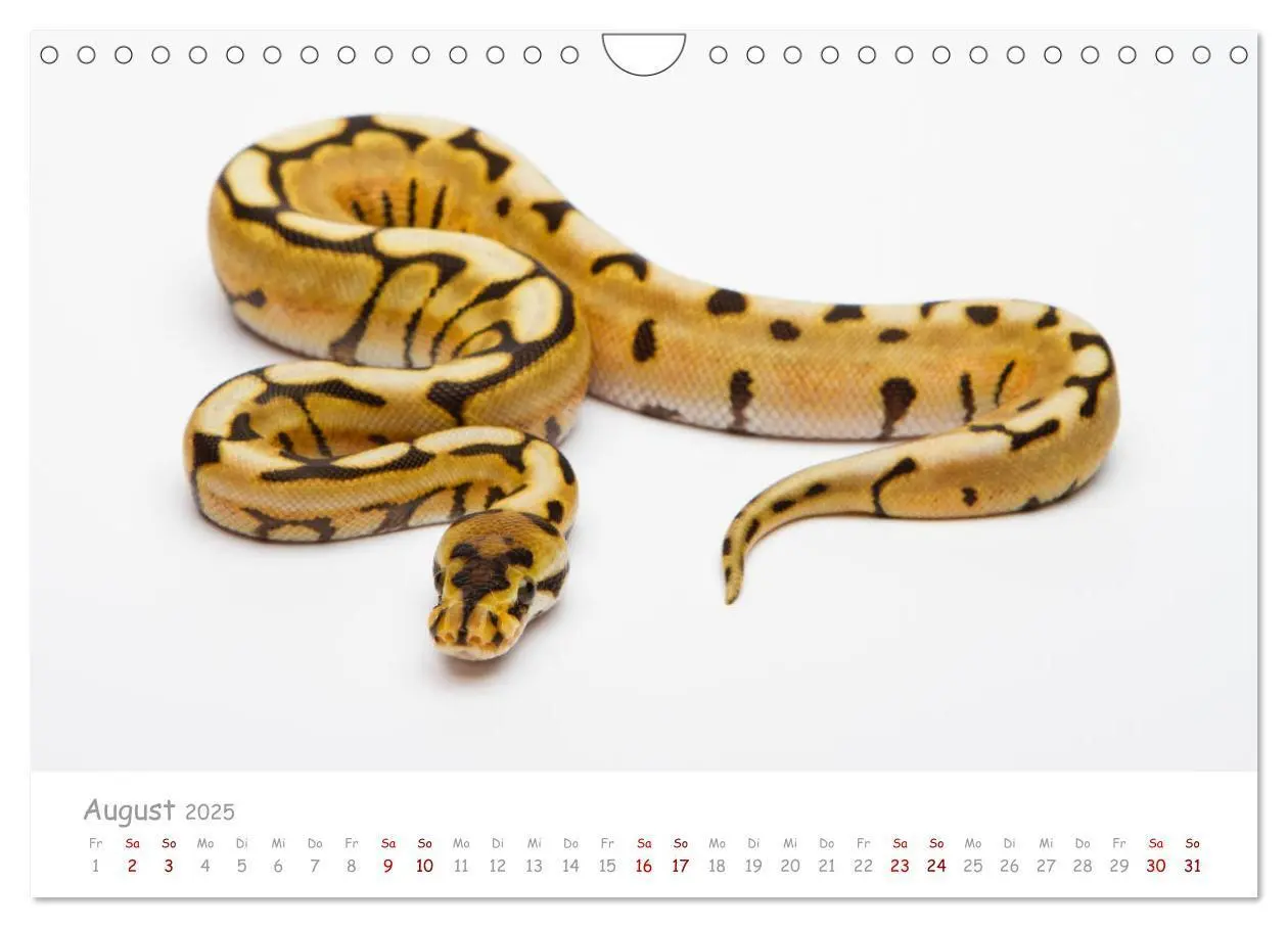 Bild: 9783435118014 | Königspythons - bunte Schlangen (Wandkalender 2025 DIN A4 quer),...