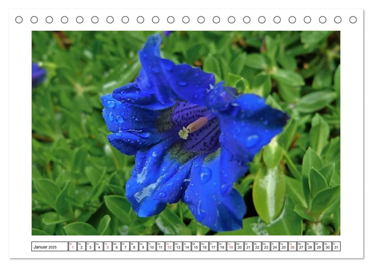Bild: 9783435598014 | Alpenblumen. Bunte Welt in luftiger Höhe (Tischkalender 2025 DIN A5...