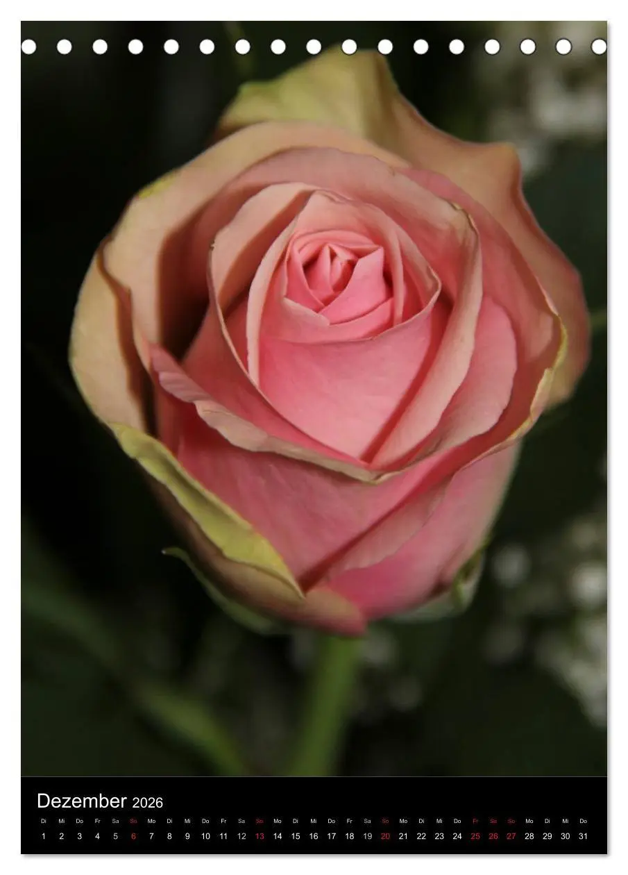 Bild: 9783516468014 | Zauberhafte Rosen (Tischkalender 2026 DIN A5 hoch), CALVENDO...