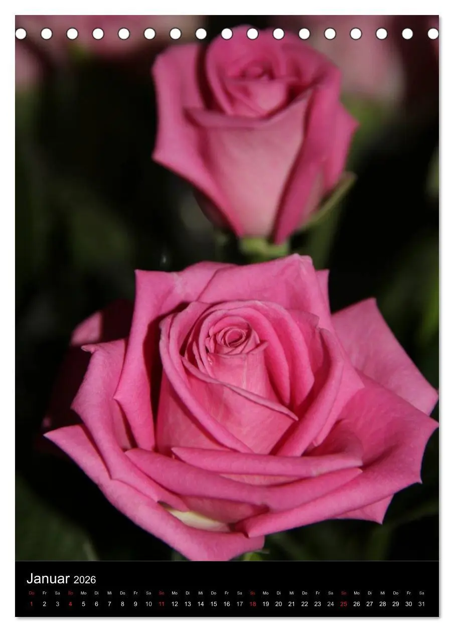 Bild: 9783516468014 | Zauberhafte Rosen (Tischkalender 2026 DIN A5 hoch), CALVENDO...