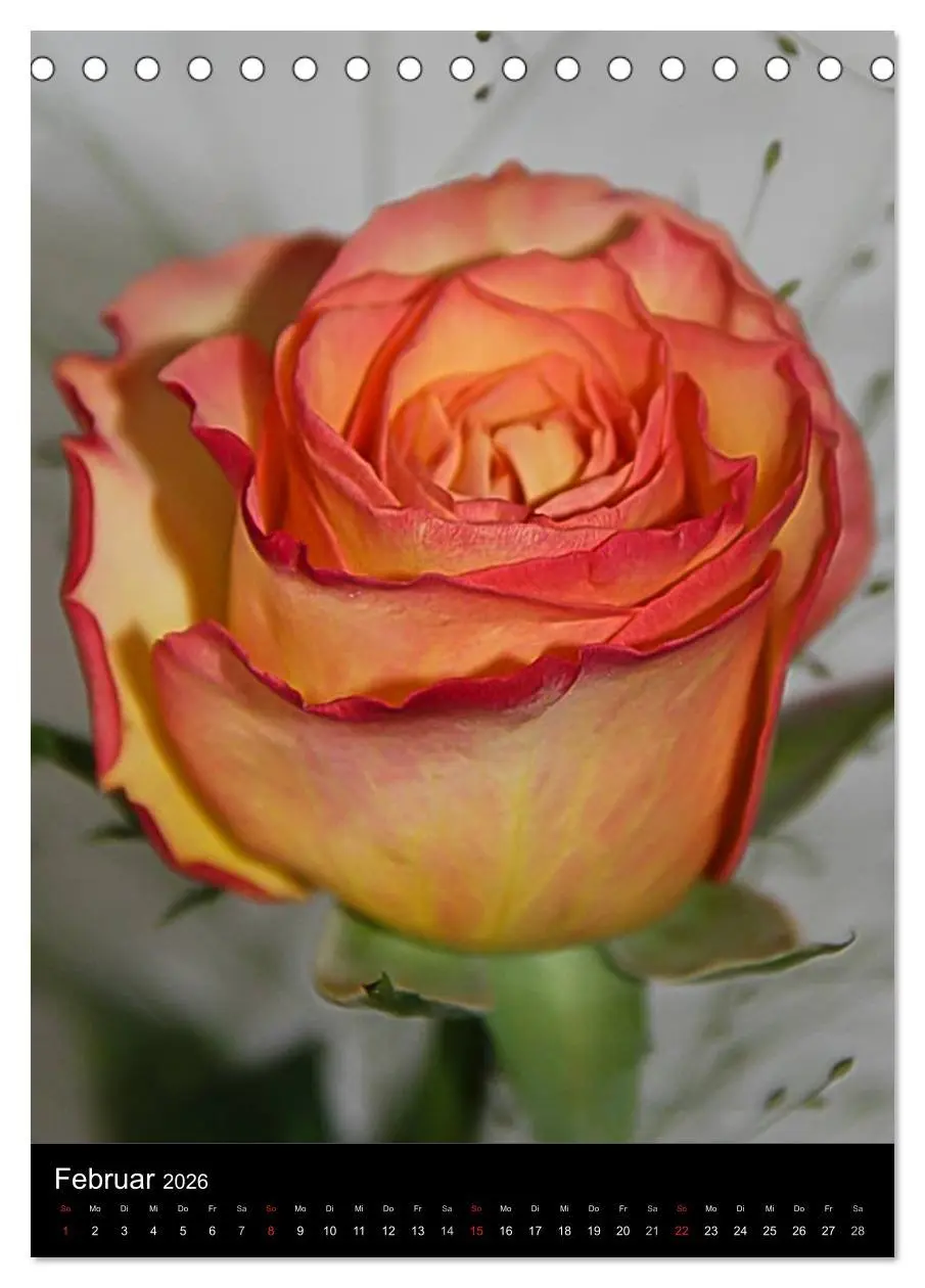Bild: 9783516468014 | Zauberhafte Rosen (Tischkalender 2026 DIN A5 hoch), CALVENDO...