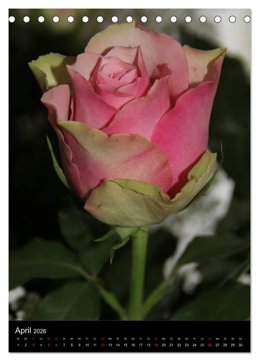 Bild: 9783516468014 | Zauberhafte Rosen (Tischkalender 2026 DIN A5 hoch), CALVENDO...