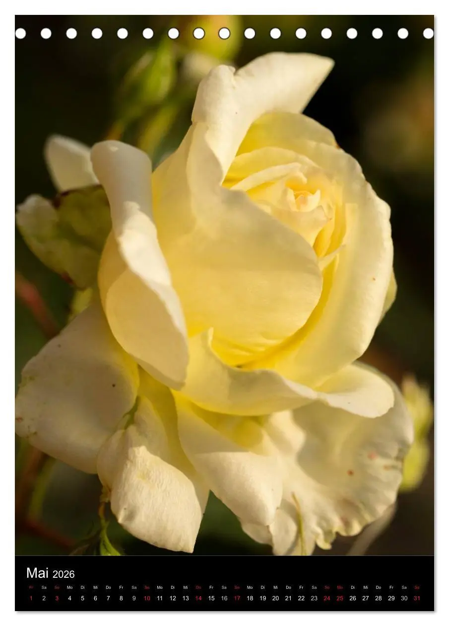 Bild: 9783516468014 | Zauberhafte Rosen (Tischkalender 2026 DIN A5 hoch), CALVENDO...