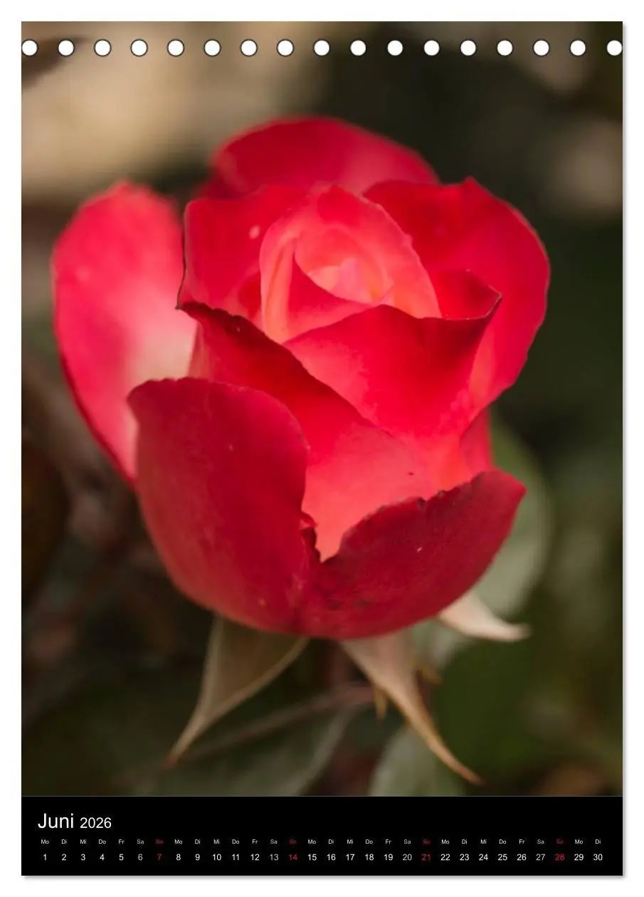 Bild: 9783516468014 | Zauberhafte Rosen (Tischkalender 2026 DIN A5 hoch), CALVENDO...