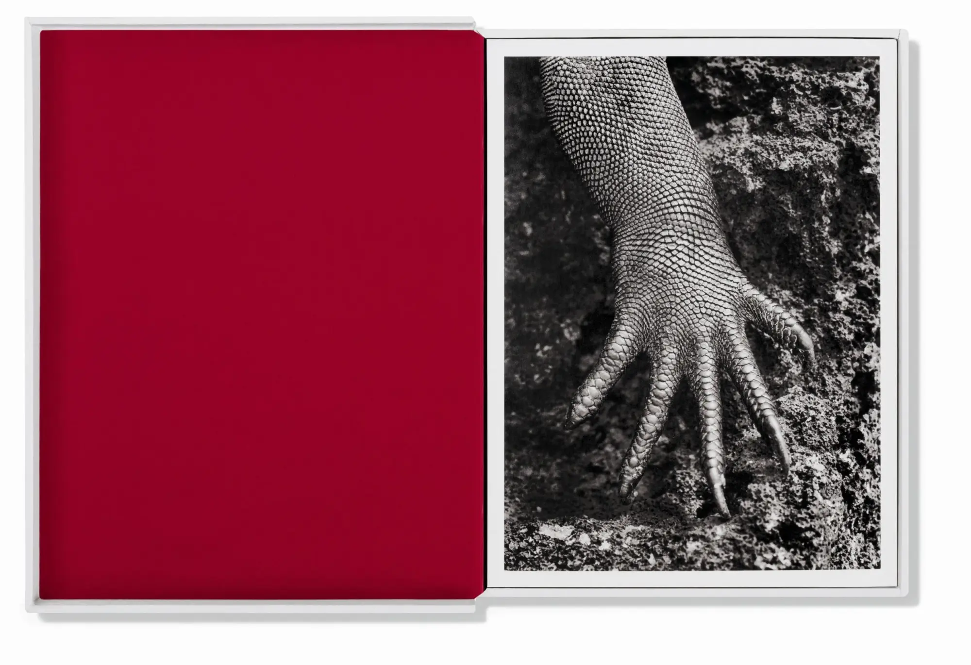 Bild: 9783836548014 | Sebastião Salgado. GENESIS. Postcard Set | Sebastiao Salgado | Buch