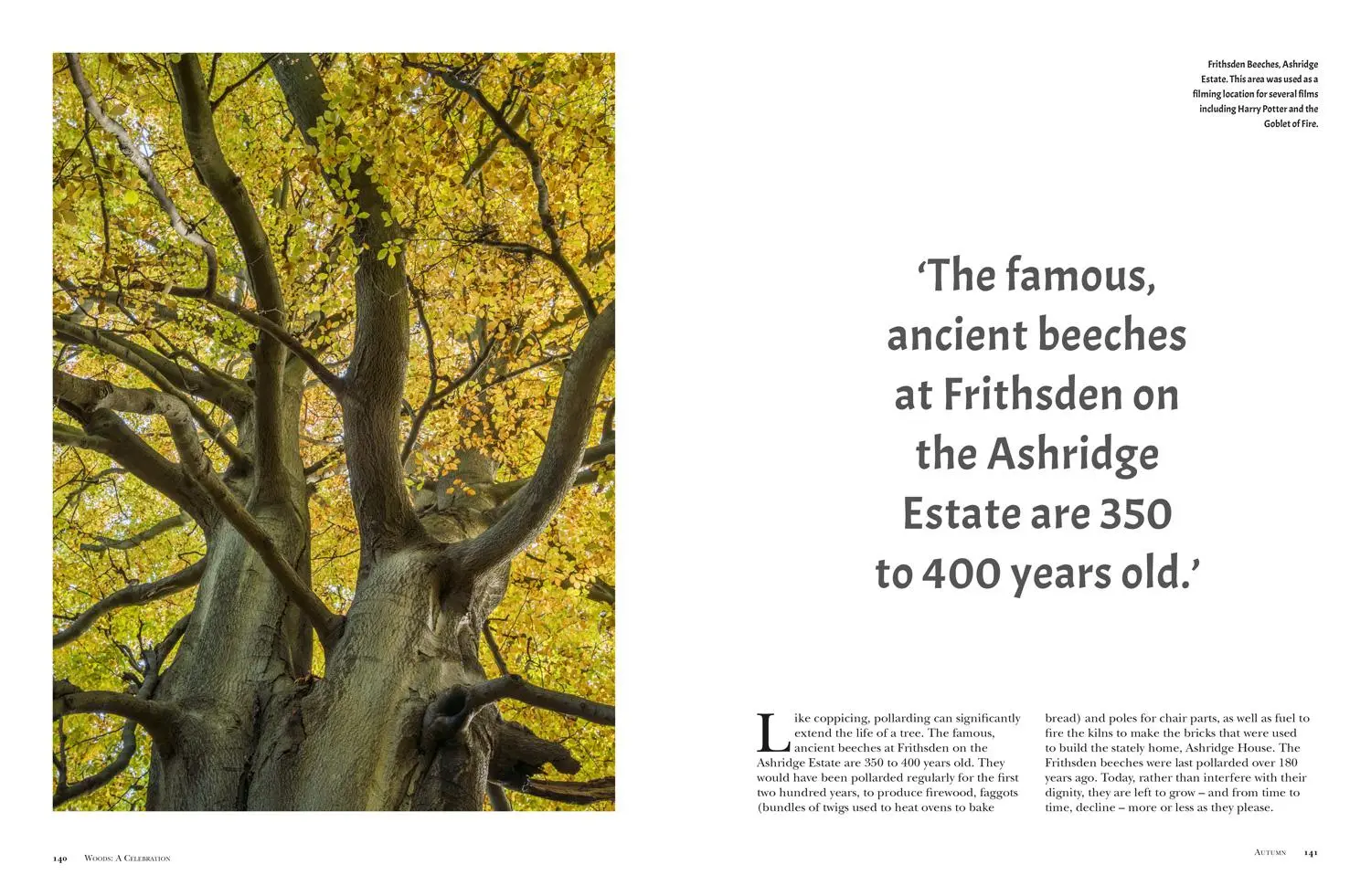 Bild: 9781911358114 | Woods | A Celebration | Robert Penn (u. a.) | Buch | Gebunden | 2017