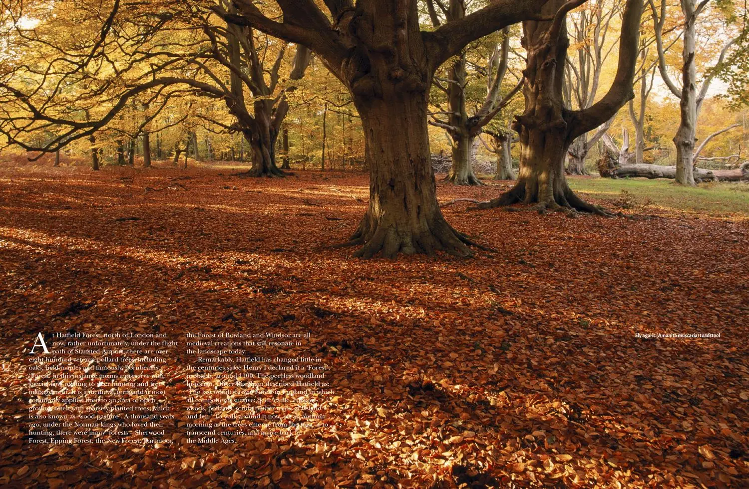 Bild: 9781911358114 | Woods | A Celebration | Robert Penn (u. a.) | Buch | Gebunden | 2017