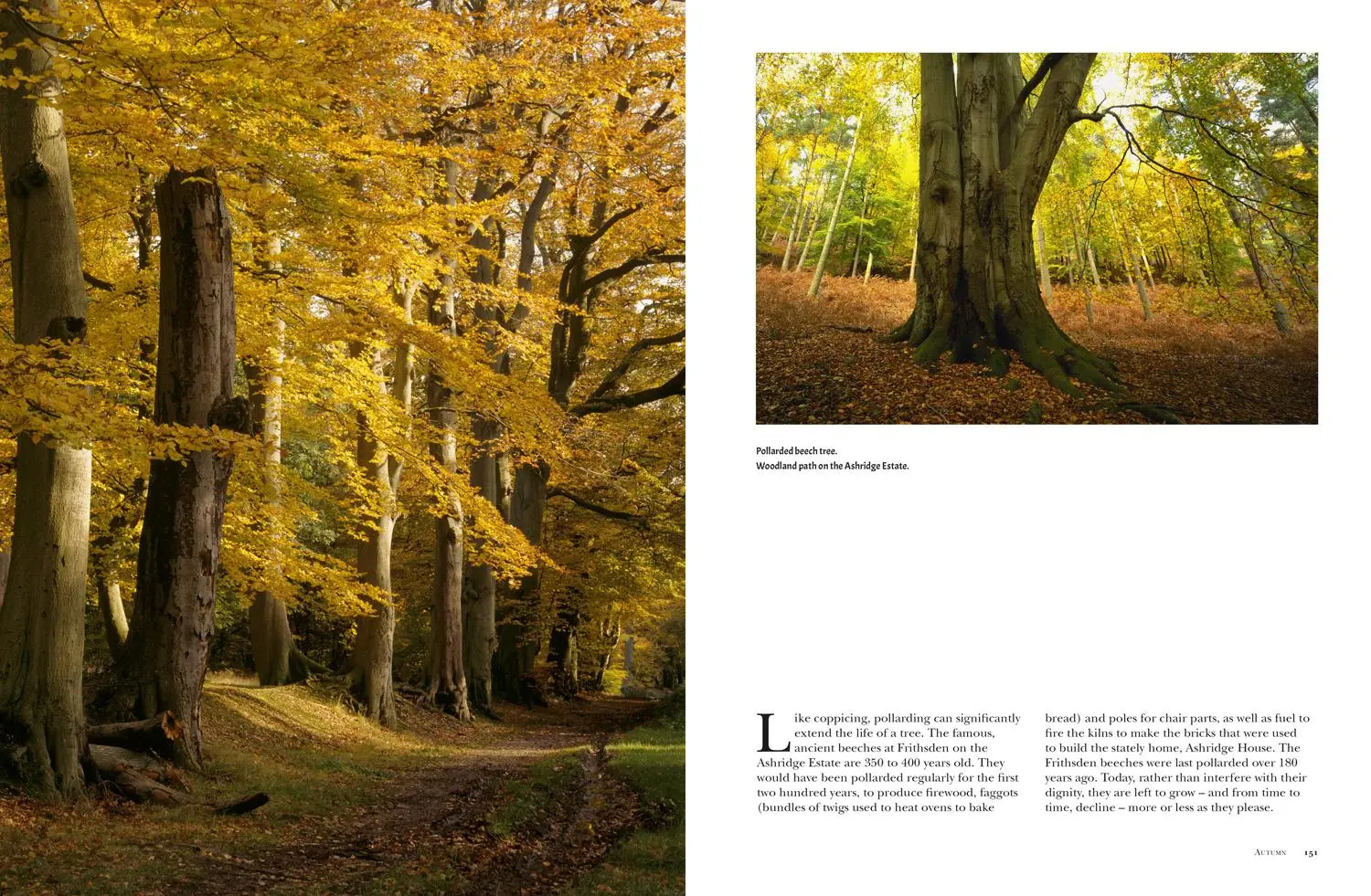 Bild: 9781911358114 | Woods | A Celebration | Robert Penn (u. a.) | Buch | Gebunden | 2017