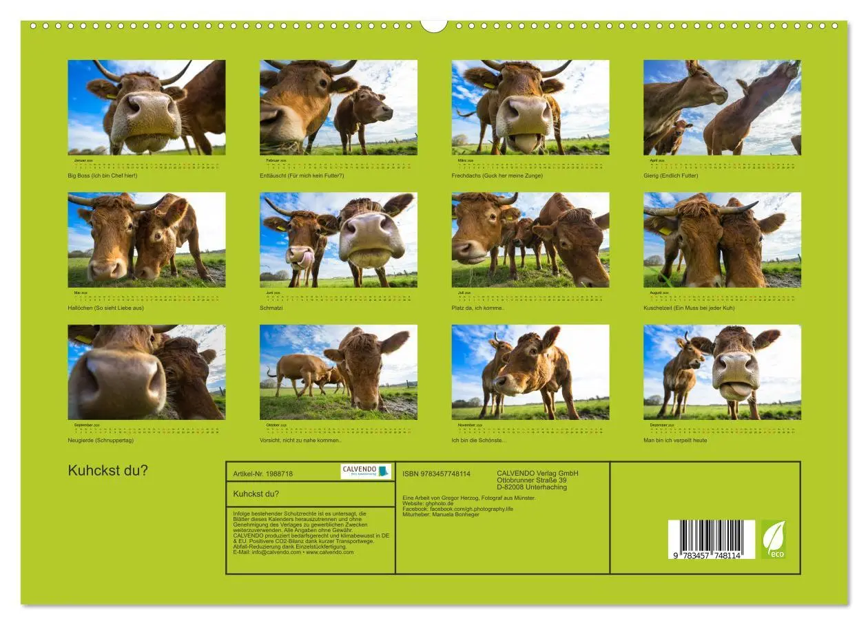 Bild: 9783457748114 | Kuhckst du? (hochwertiger Premium Wandkalender 2026 DIN A2 quer),...