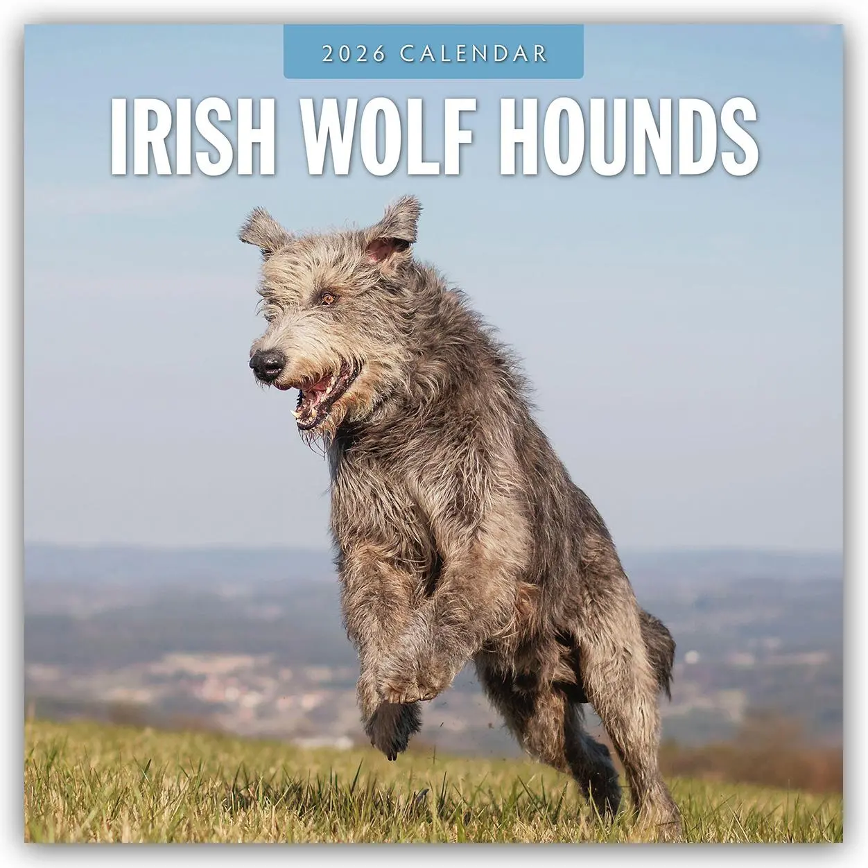 Cover: 9781804428214 | Irish Wolf Hounds 2026 Square Wall Calendar | Red Robin | Taschenbuch
