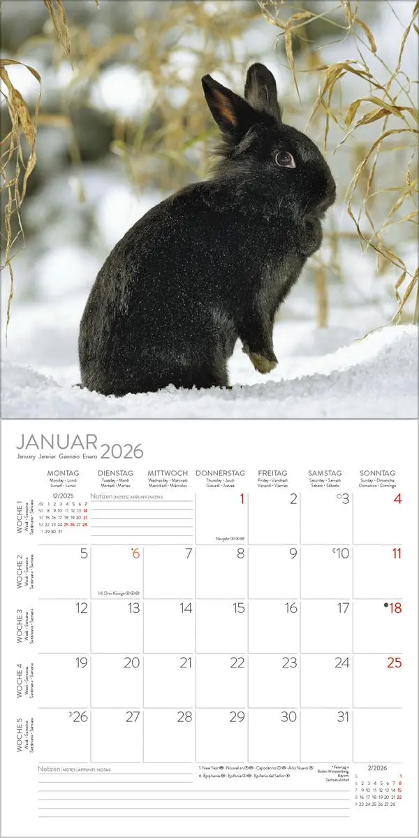 Bild: 9783731888314 | Kaninchen 2026 | Verlag Korsch | Kalender | 13 S. | Deutsch | 2026